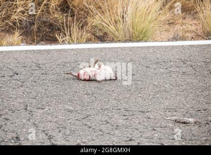 Hedgehog mort sur la route. Banque D'Images