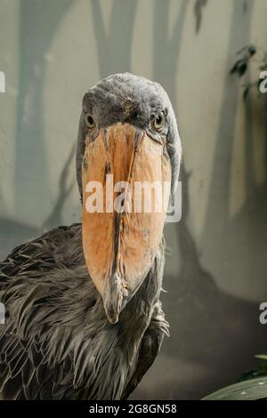 Shoebill,Balaeniceps rex, également connu sous le nom de tête de baleine est grand oiseau et vit en Afrique de l'est tropicale.il a énorme, bec bulbeux et plume bleu-gris Banque D'Images