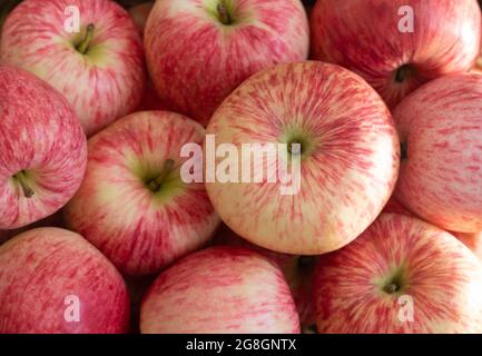 Arrière-plan des pommes. Gros plan de pommes à rayures rouges. Fond de fruits frais. Vue de dessus, plan d'appartement. Banque D'Images