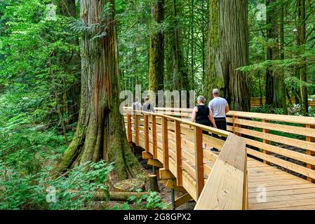 Promenade à travers Cathedral Grove, parc provincial MacMillan, Colombie-Britannique, Canada Banque D'Images