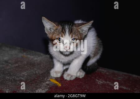 Vue mignonne d'un petit chat blanc noir et gris assis sur le sol Banque D'Images