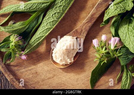 Onguent maison de racine de camaray sur une cuillère avec une plante fraîche en fleur symphytum officinale. Médecine alternative à base de plantes. Banque D'Images