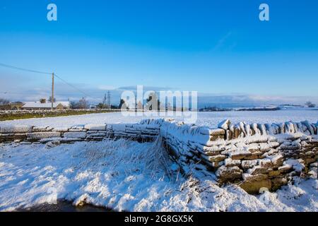 Moutons sur une colline de Pennine près de Thornton, Angleterre , Royaume-Uni dans la neige après un changement de nuit dans le temps. Banque D'Images