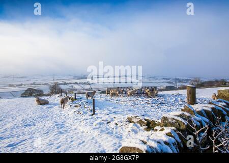 Moutons sur une colline de Pennine près de Thornton, Angleterre , Royaume-Uni dans la neige après un changement de nuit dans le temps. Banque D'Images