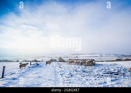 Moutons sur une colline de Pennine près de Thornton, Angleterre , Royaume-Uni dans la neige après un changement de nuit dans le temps. Banque D'Images