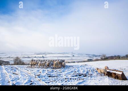 Moutons sur une colline de Pennine près de Thornton, Angleterre , Royaume-Uni dans la neige après un changement de nuit dans le temps. Banque D'Images