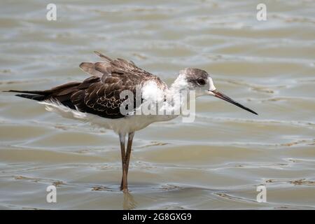 gros plan sur des oiseaux à ailes noires (himantopus himantopus) sur l'eau en thaïlande - oiseau de la nature de la thaïlande Banque D'Images