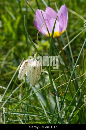 Fritillare à tête de serpent blanc (Fritilaria meleagris) et tulipe Bakerii Lilac merveille pousser dans l'herbe dans un jardin de printemps avril Royaume-Uni Banque D'Images