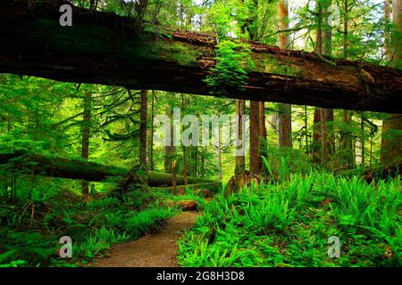 Une photo extérieure d'un sentier de randonnée dans la forêt du Nord-Ouest du Pacifique Banque D'Images