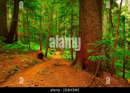 Une photo extérieure d'un sentier de randonnée dans la forêt du Nord-Ouest du Pacifique Banque D'Images