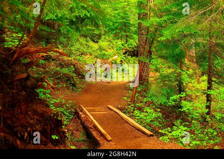 Une photo extérieure d'un sentier de randonnée dans la forêt du Nord-Ouest du Pacifique Banque D'Images