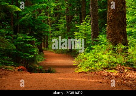 Une photo extérieure d'un sentier de randonnée dans la forêt du Nord-Ouest du Pacifique Banque D'Images