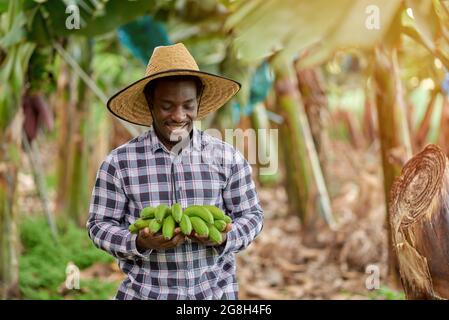 Contenu horticulteur mâle afro-américain en chapeau de paille avec paquet de bananes fraîches debout sur la plantation sur fond flou Banque D'Images