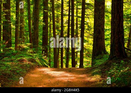 Une photo extérieure d'un sentier de randonnée dans la forêt du Nord-Ouest du Pacifique Banque D'Images