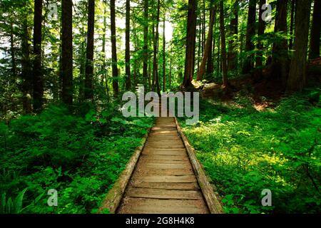 Une photo extérieure d'un sentier de randonnée dans la forêt du Nord-Ouest du Pacifique Banque D'Images