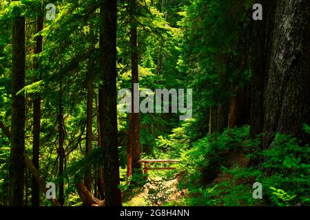 Une photo extérieure d'un sentier de randonnée dans la forêt du Nord-Ouest du Pacifique Banque D'Images
