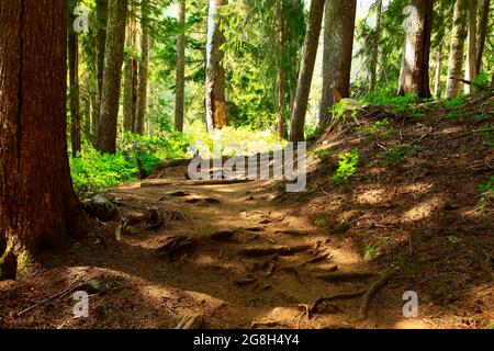 Une photo extérieure d'un sentier de randonnée dans la forêt du Nord-Ouest du Pacifique Banque D'Images