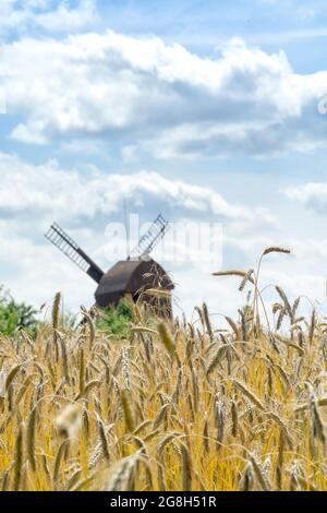 Image hors foyer d'un moulin à vent traditionnel en bois vu à travers un champ de seigle. Ciel bleu et nuages blancs. Paysage rural d'été, Pologne, Europe. Banque D'Images