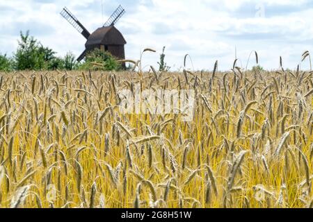 Image hors foyer d'un moulin à vent traditionnel en bois vu à travers un champ de seigle. Ciel bleu et nuages blancs. Paysage rural d'été, Pologne, Europe. Banque D'Images