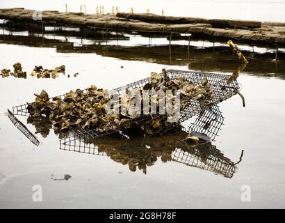 Ostréiculture dans Wellfleet Massachusetts sur Cape Cod Banque D'Images