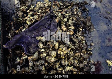 Ostréiculture dans Wellfleet Massachusetts sur Cape Cod Banque D'Images