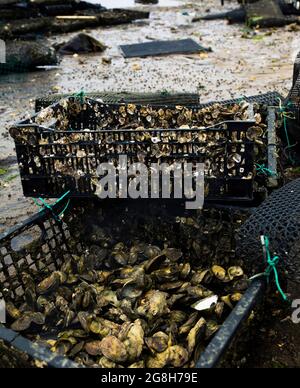 Ostréiculture dans Wellfleet Massachusetts sur Cape Cod Banque D'Images