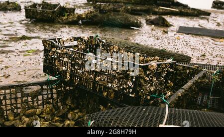 Ostréiculture dans Wellfleet Massachusetts sur Cape Cod Banque D'Images