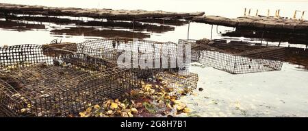 Ostréiculture dans Wellfleet Massachusetts sur Cape Cod Banque D'Images