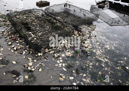 Ostréiculture dans Wellfleet Massachusetts sur Cape Cod Banque D'Images