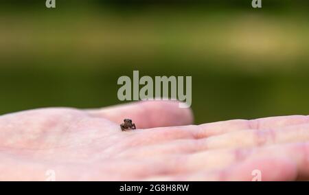 Fermer. Petite grenouille sur la paume. Une main mâle tient une grenouille de nouveau-né. Banque D'Images