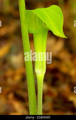 Jack in the Pulpit, parc national de Turkey Run, Indiana Banque D'Images