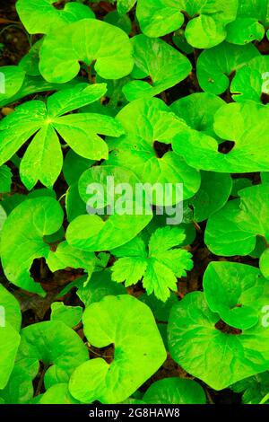 Gingembre sauvage (Asarum canadense), parc national Shades, Indiana Banque D'Images