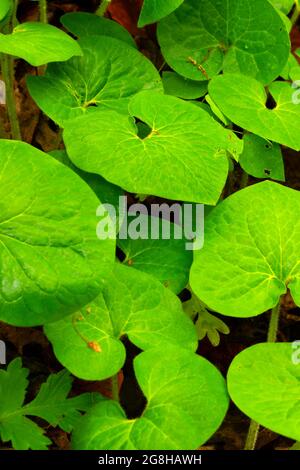 Gingembre sauvage (Asarum canadense), parc national Shades, Indiana Banque D'Images