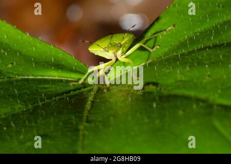 Insecte vert (Chinavia hilaris), Shades State Park, Indiana Banque D'Images