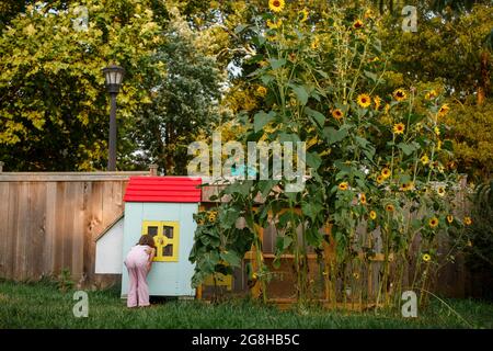 Vue lointaine de la petite fille qui se fait pécher à travers le coop de poulet par des tournesols Banque D'Images