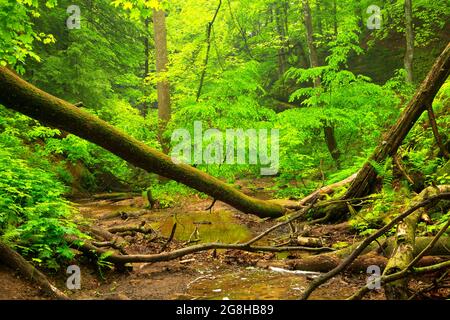 Devils Punchbowl, parc national de Shades, Indiana Banque D'Images