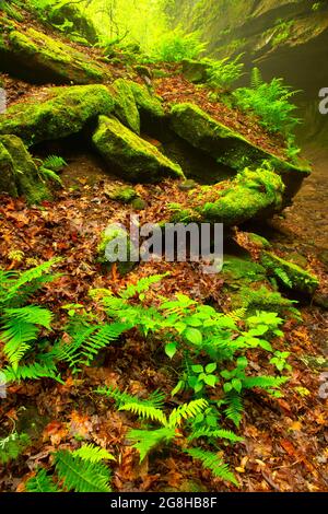 Devils Punchbowl, parc national de Shades, Indiana Banque D'Images