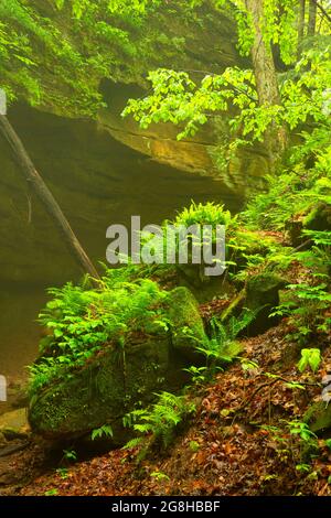 Devils Punchbowl, parc national de Shades, Indiana Banque D'Images