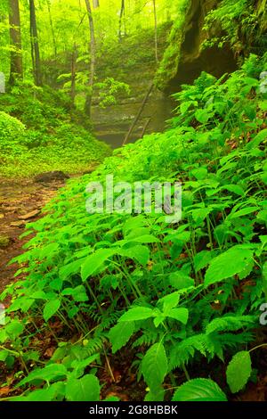 Devils Punchbowl, parc national de Shades, Indiana Banque D'Images