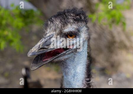 Portrait d'émeu bleu à bouche ouverte sur fond de nature. Banque D'Images