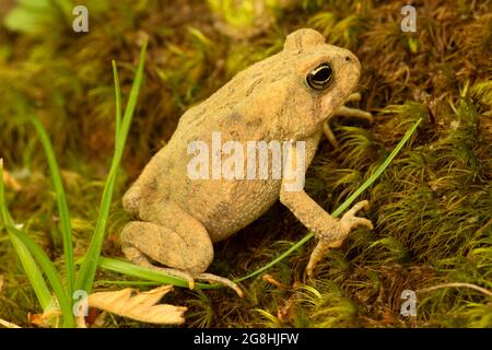 Toad, parc national du comté de Brown, Indiana Banque D'Images