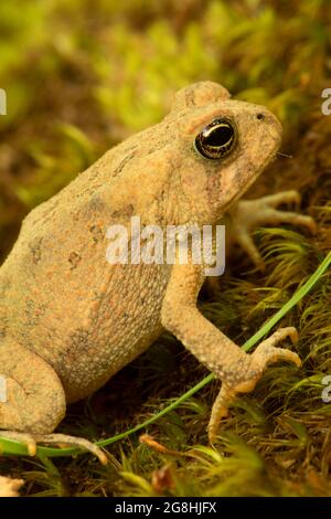 Toad, parc national du comté de Brown, Indiana Banque D'Images