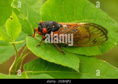 Cicada, parc national du comté de Brown, Indiana Banque D'Images