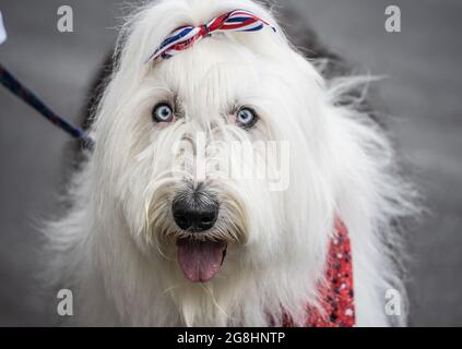 Sympathique chien de berger anglais ancien vêtu pour le 4 juillet. Banque D'Images