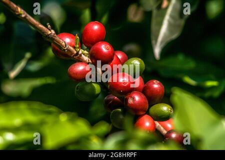 grains de café sur arbre à café, au Brésil Banque D'Images