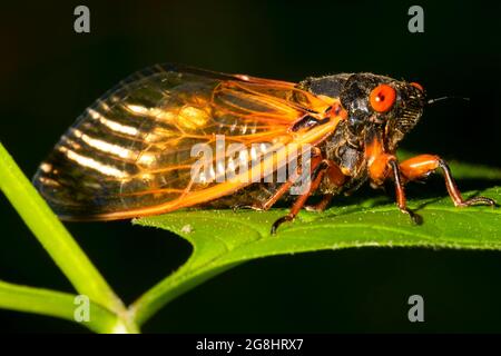 Cicada, Lincoln Boyhood National Memorial, Indiana Banque D'Images