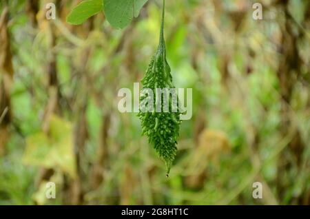 fermer la gourde verte mûre amère avec la vigne sur un fond vert brun hors foyer. Banque D'Images