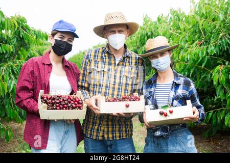 Équipe d'agriculteurs posant avec les cerises récoltées Banque D'Images