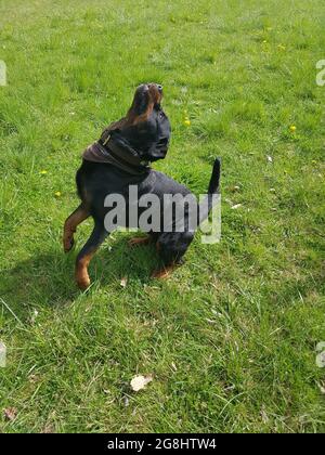 MUENCHEN, ALLEMAGNE - 21 avril 2017 : un cliché vertical d'un chien de combat noir dans une grande pose sur une pelouse à Muenchen, Allemagne Banque D'Images