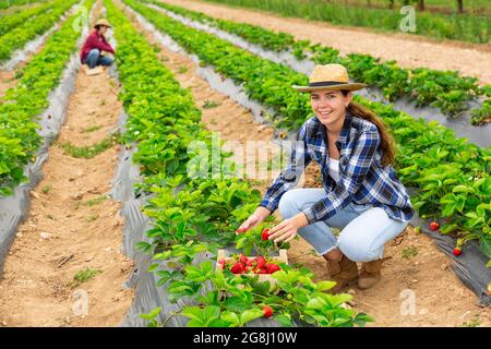 Une jeune fille agricole qui travaille dur récolte des fraises mûres sur un lit Banque D'Images